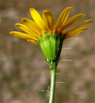 Capitulum with involucre and bracts